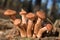 Honey fungus