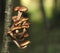 Honey fungus, Armillaria borealis