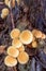 Honey fungus Armillaria mellea, as seen from above