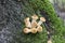 Honey Fungus Armillaria mellea grows on old felled birch trees. A group of edible stump mushroom.