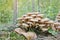 Honey Fungus Armillaria mellea grows on old felled birch trees. A group of edible stump mushroom.