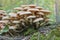 Honey Fungus Armillaria mellea grows on old felled birch trees. A group of edible stump mushroom. Macro