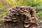 Honey fungus (Armillaria mellea) mushroom in a forest
