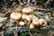 Honey fungus armillaria ostoyae