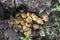 Honey fungus or Armillaria on stump, mushrooms in forest