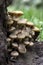Honey fungus or Armillaria on stump, mushrooms in forest
