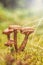 Honey fungus (Armirallia borealis) in a finnish forest