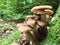 Honey fungus closeup growing in wild forest