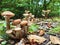 Honey fungus closeup growing in wild forest