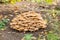 Honey fungus clump