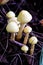 Honey fungus family in the autumn, botany. Armillaria shrooms macro growing on the wood bark.