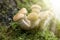 Honey Fungus grows on old felled birch trees. A group of edible stump mushroom. Macro