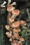 Honey fungus, portrait (Armillaria mellea)