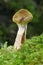 Honey Fungus with slug