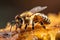 honey gold nature closeup beehive background yellow insect macro bee pollen. Generative AI.