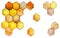 Honey golden honeycombs isolated on a white background. Bee honeycomb icon.