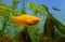 Honey gourami aquarium fish