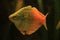 Honey gourami fish