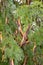 From the Honey locust Gleditsia triacanthos edible fruits.