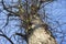 Honey locust has long thorns