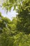 Honey Locust Limbs