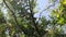 Honey Locust tree