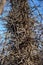 Honey Locust Tree