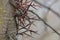 Honey Locust Tree Thorns