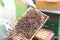 Honey making bees in an apiary with beekeeper in protectve wear collecting beewax in a gareden in summer in Poland