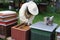 Honey making bees in an apiary with beekeeper in protectve wear collecting beewax in a gareden in summer in Poland