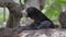 Honey malayan sun bear sitting still