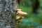 Honey mushroom cluster