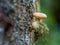 Honey mushroom cluster