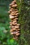 Honey mushroom cluster