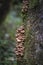 Honey mushroom cluster Armillaria ostoyae