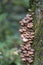 Honey mushroom cluster Armillaria ostoyae