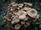 Honey mushroom cluster close up