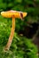 Honey mushroom and slug