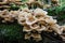 Honey Mushrooms Armillaria mellea, a wild and fresh cluster