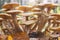 Honey mushrooms - Armillaria recorded on blurred background