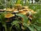 Honey mushrooms in the grass