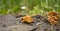 Honey mushrooms grew from an old stump