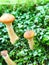 Honey mushrooms honey agarics on the moss