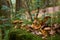 Honey mushrooms on the  mossy stump