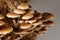 Honey mushrooms in mushrooms farm grow together in groups.