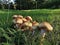 Honey Mushrooms, a wild and fresh cluster