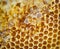Honey, natural honeycomb and closeup with gold, healthy and organic product for wellness, sweet and sticky. Macro zoom