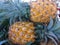 This is a honey pineapple typical of the Pemalang area, Central Java, Indonesia