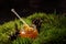 Honey stick in a jar of fragrant honey standing on a carpet of forest moss and cones.