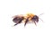 Honeybee Anthidium sticticum, Megachilidae isolated on white background